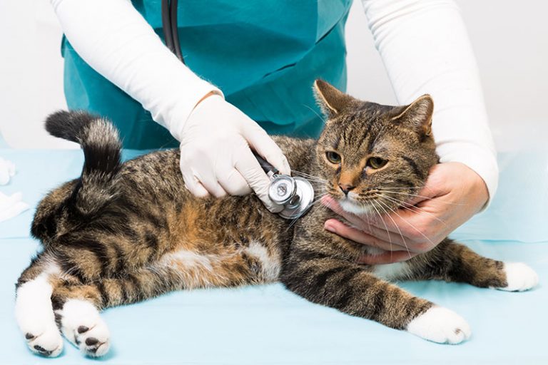 Veterinary Emergency Services in San Antonio, TX Assure Vet Animal